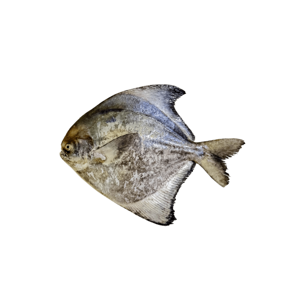 11. BAWAL BANCI (CHINESE POMFRET FISH)