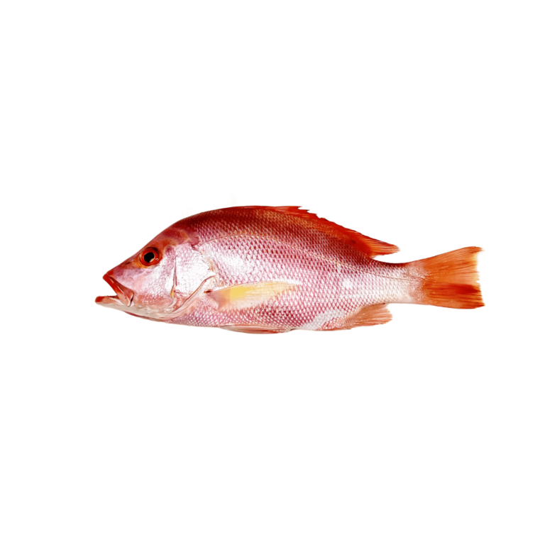 12. KAKAP MERAH (SNAPPER FISH)