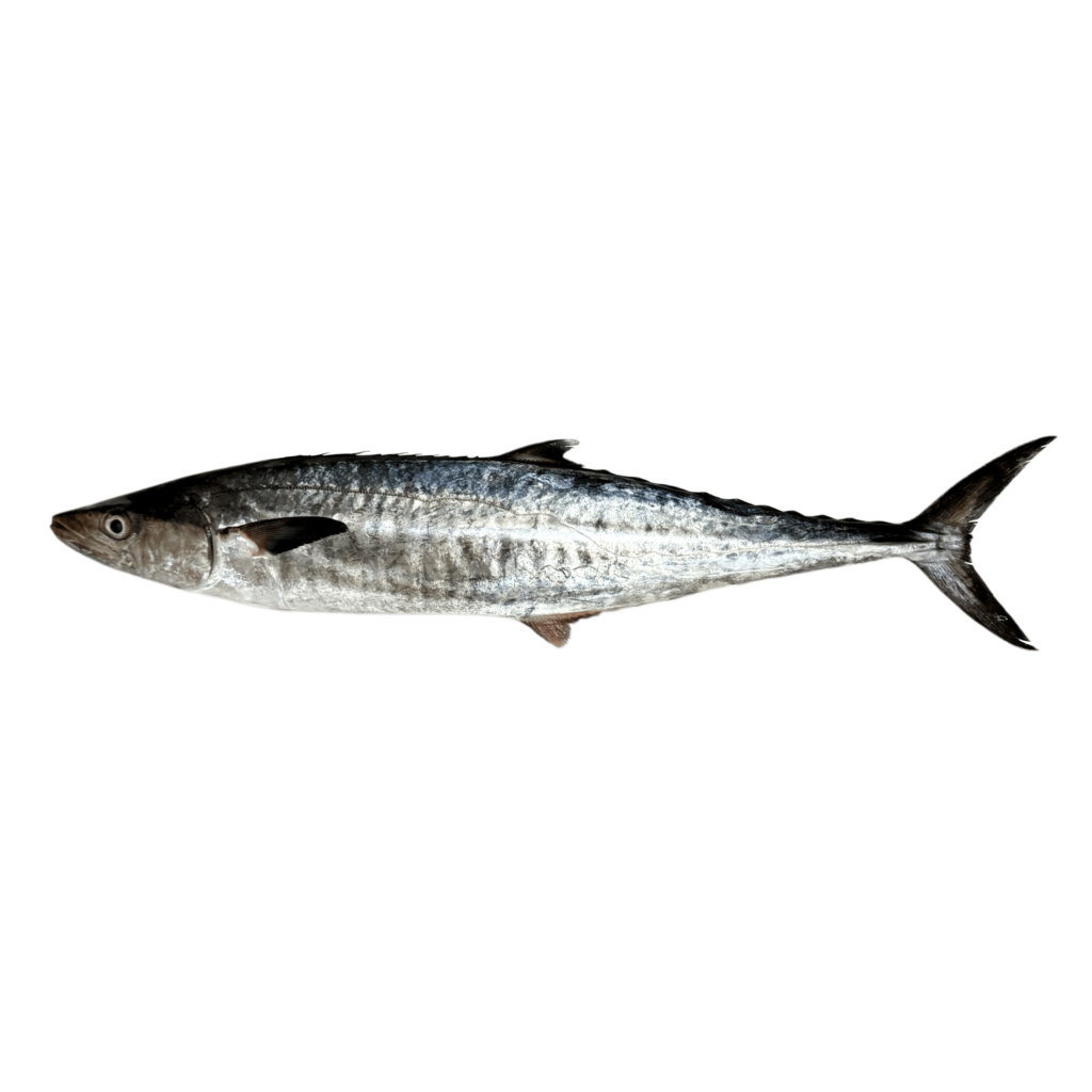 13. SPANISH MACKEREL