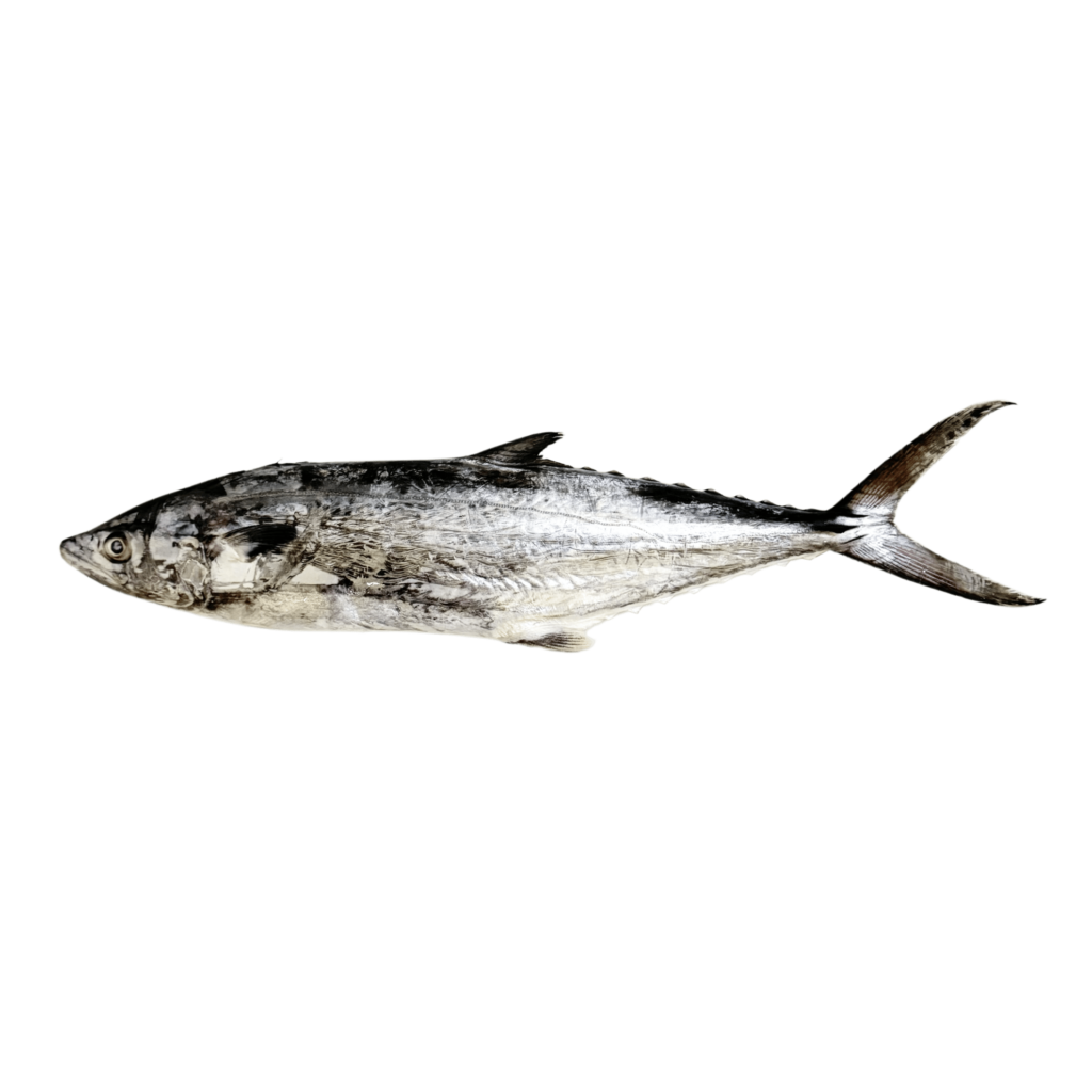 14. INCANG (INDO PACIFIC KING MACKEREL FISH)