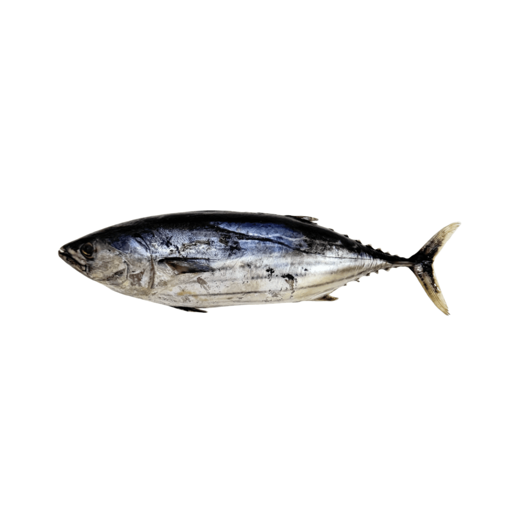 15. Skipjack Tuna