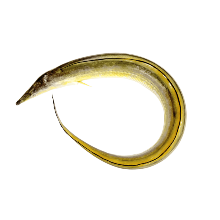 18. REMANG (EEL FISH)