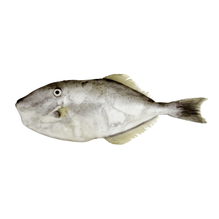 19. LTR (LEATHER JACKET FISH)