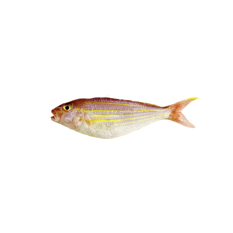 2. KUNIRAN KK(GOLDEN THREAD FISH)