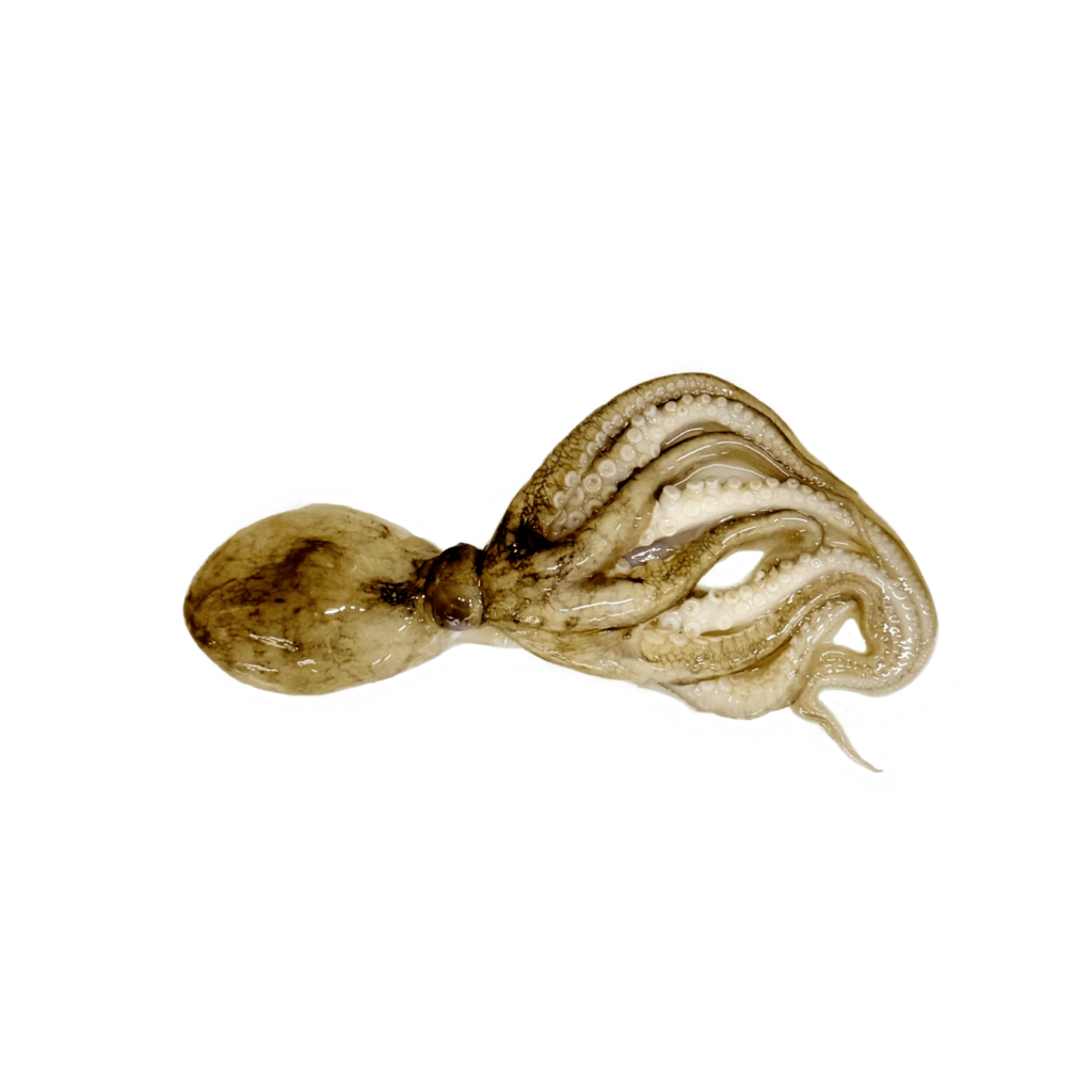 20. BABY GURITA (OCTOPUS)