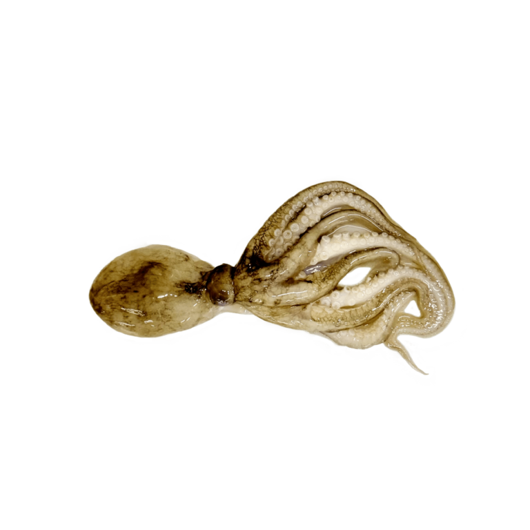 20. BABY GURITA (OCTOPUS)