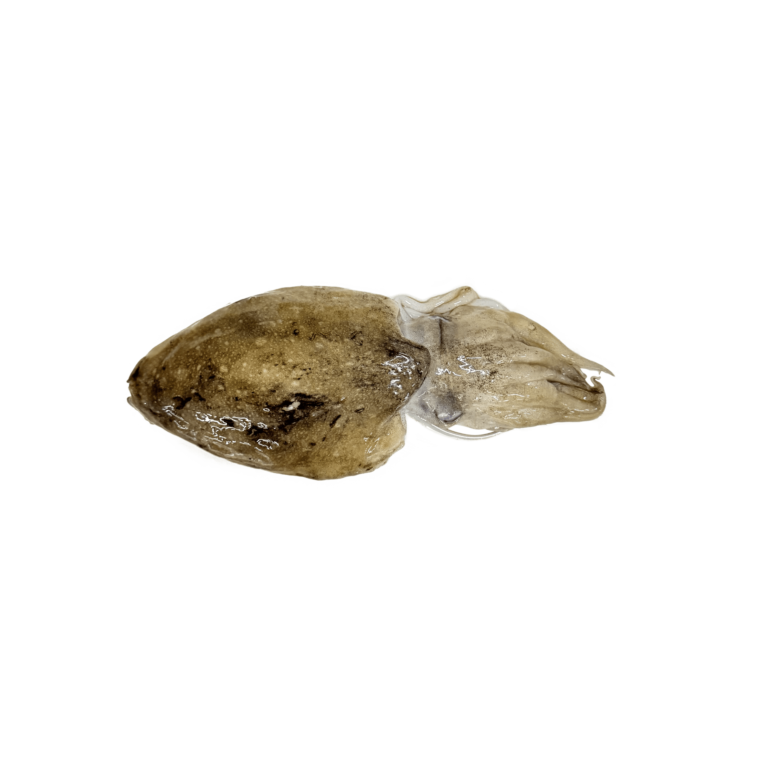 21. BEKUTAK (CUTTLE FISH)