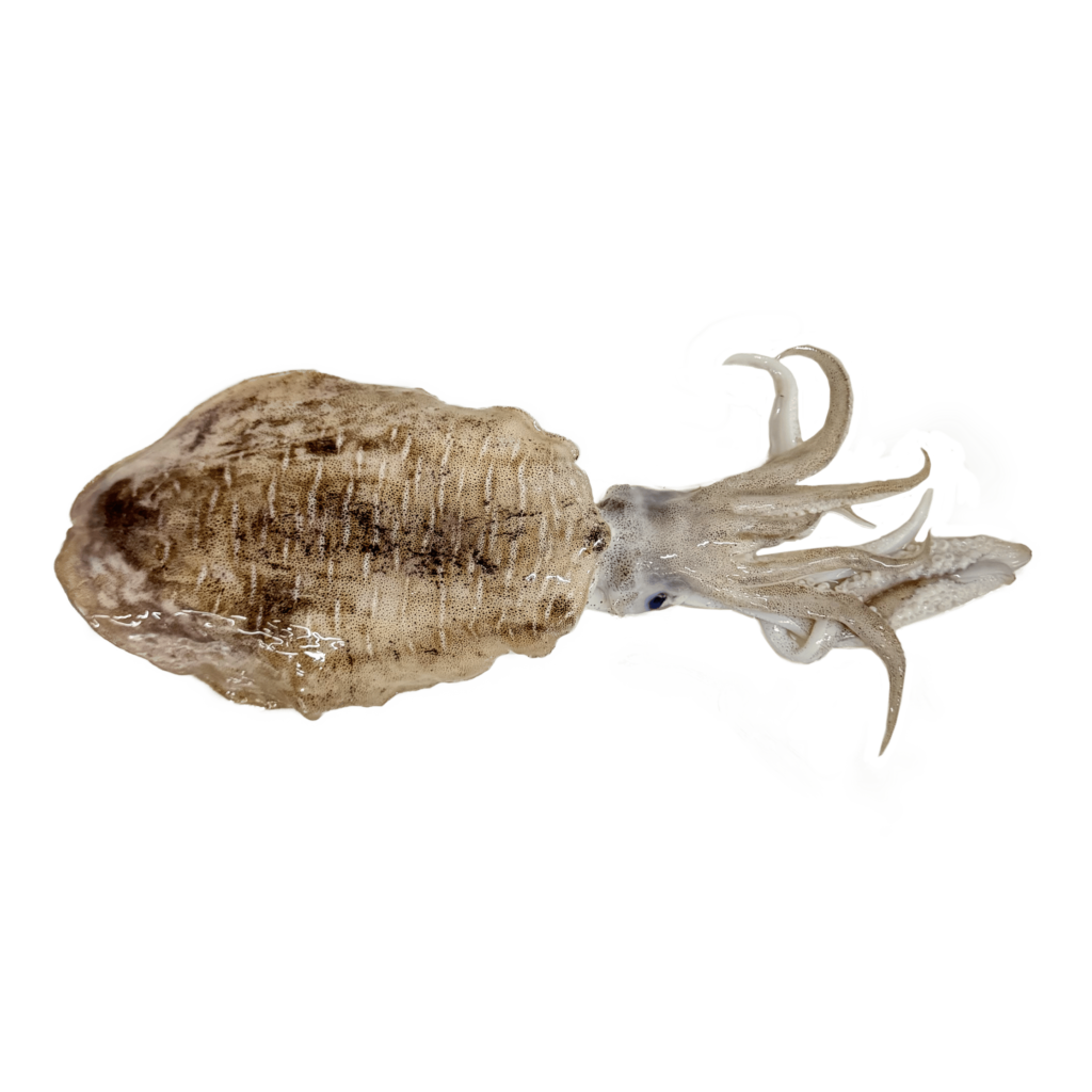 23. SOFTBONE CUTTLE