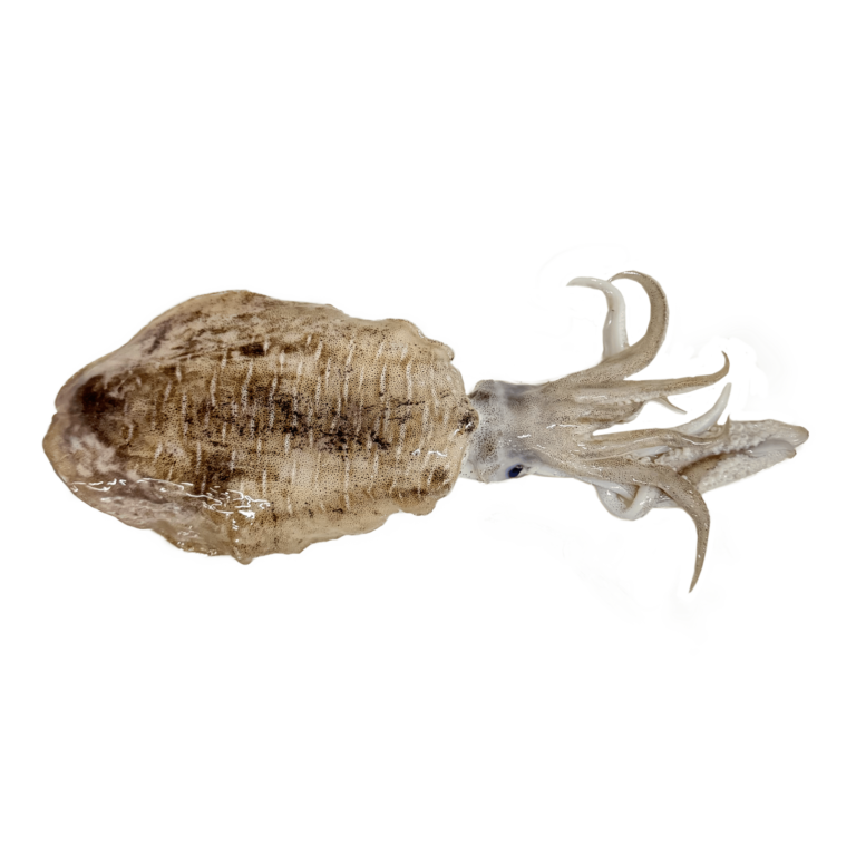 23. SOFTBONE CUTTLE