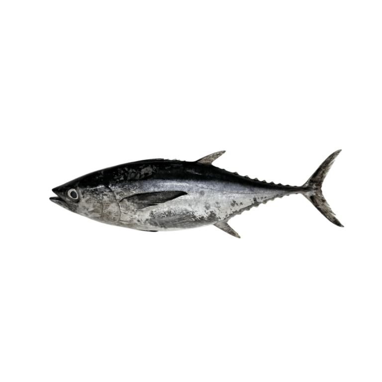 26. Longtail Tuna