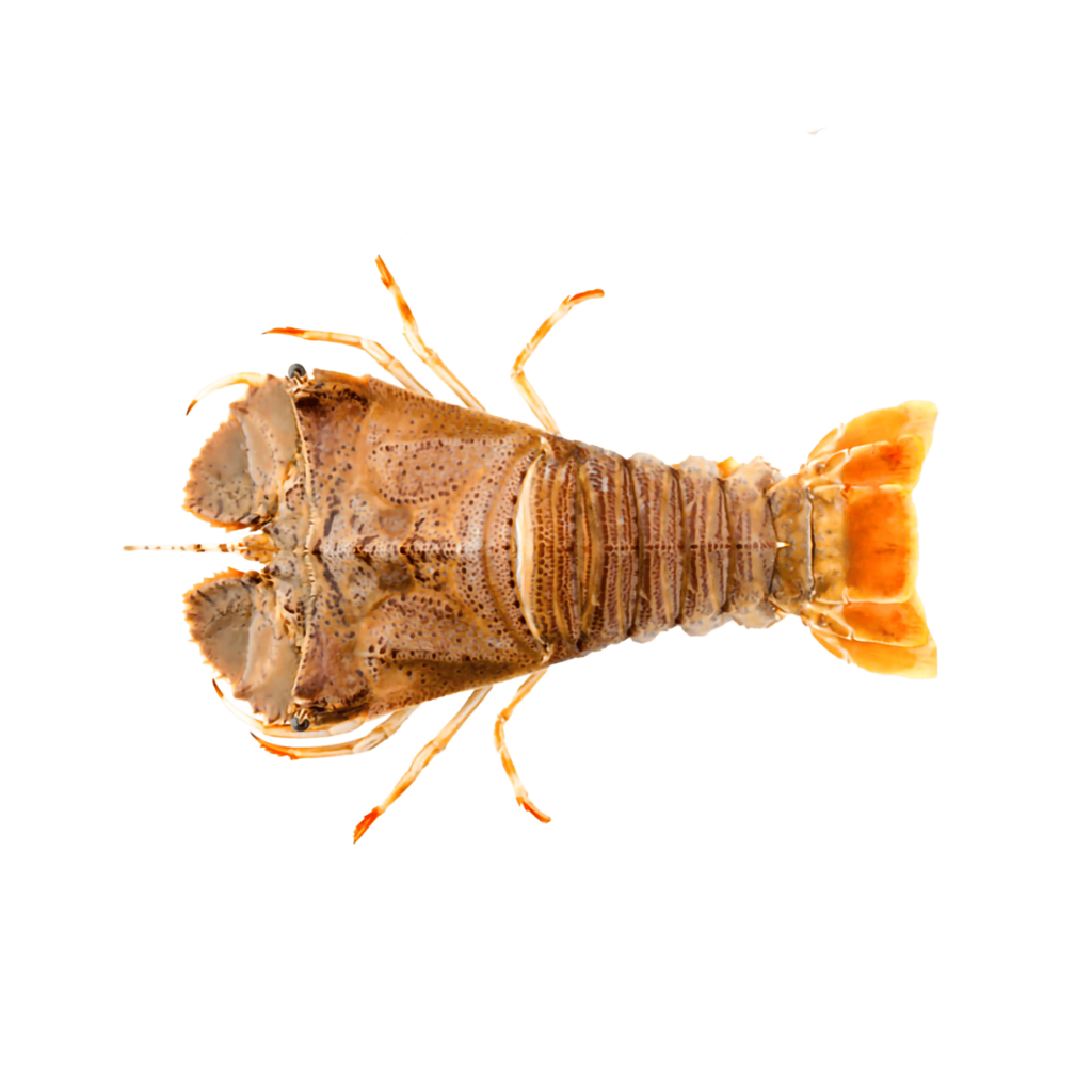 28. SLIPPER LOBSTER