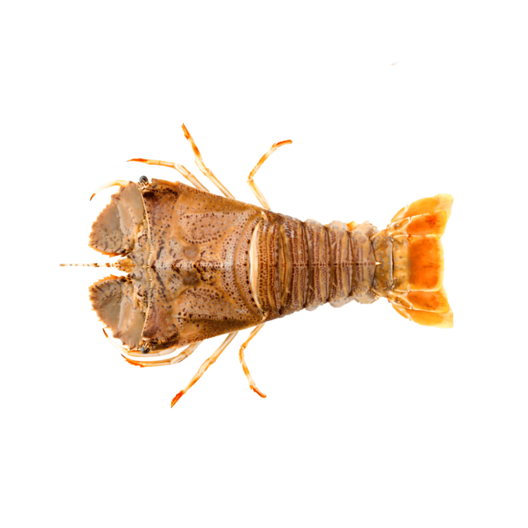 28. SLIPPER LOBSTER