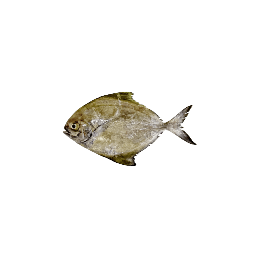 9. BAWAL HITAM (BLACK POMFRET FISH)