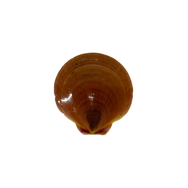 Asian Moon Scallop