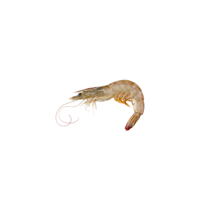 Pacific White Shrimp